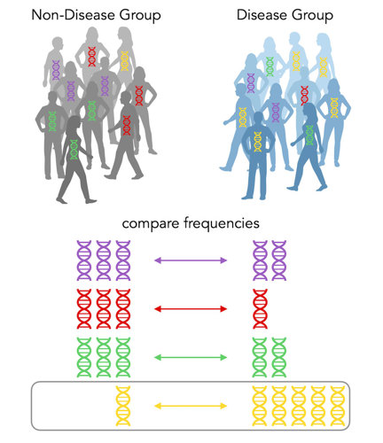 The "disease group" of people has 5 yellow alleles, out of 10 total. The "non disease group" of people has 1 yellow allele, out of 10 total.