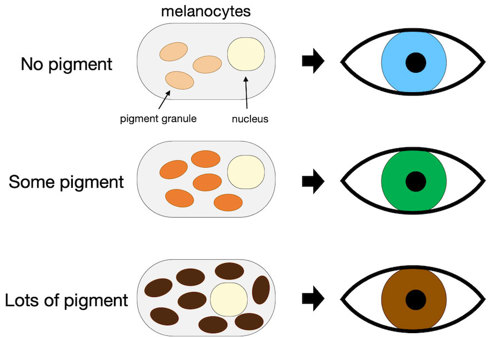 Pigment and eye color.