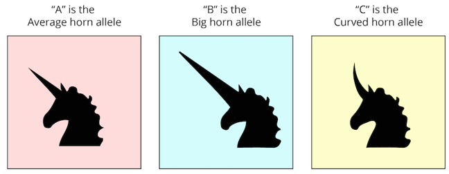 “A” is the average horn allele, “B” is the big horn allele, “C” is the curved horn allele.