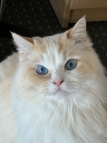 Image of a white cat with blue eyes.