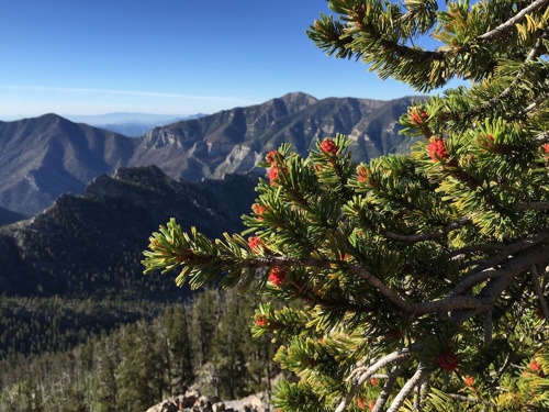 Bristlecone pine