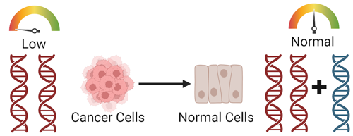 Cancer cells with two damaged copies of a gene and abnormal gene expression. After gene therapy to add a healthy copy, the cells regain normal gene expression levels.
