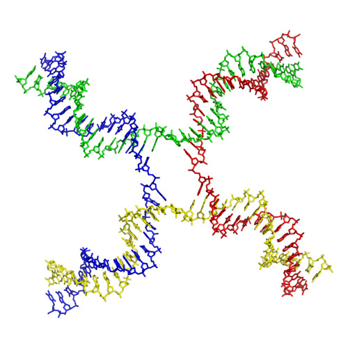 Two DNA structures interwoven, such that they swap partners in a cross-shaped formation.