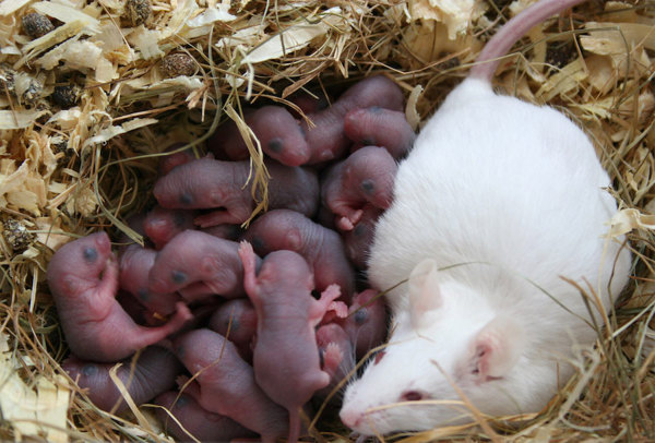 A white mouse with their large litter.