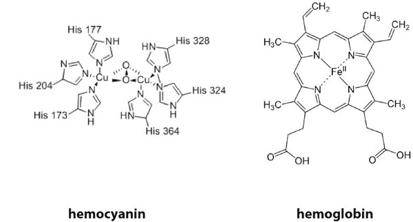 Chemical structures of hemocyanin (left) and hemoglobin (right).