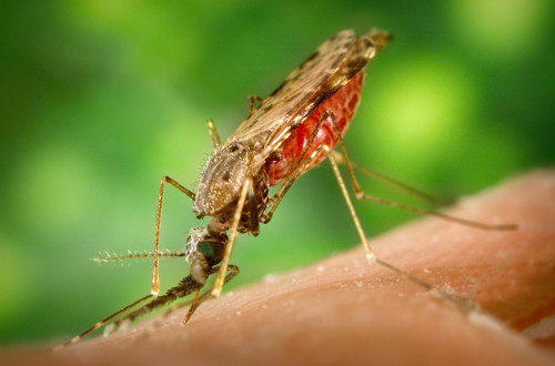 Mosquito biting arm.