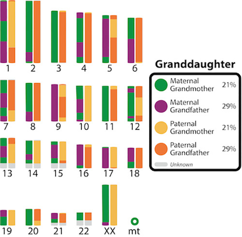 Color coded DNA inherited from each grandparent.