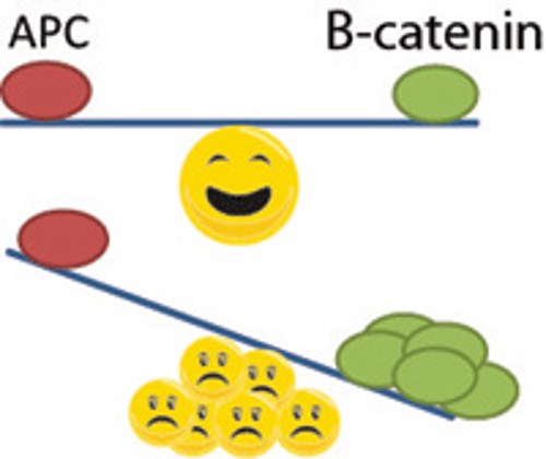 Balancing APC and beta-catenin.