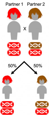 Genetic inheritance in a family where one parent has red hair and the other is a carrier.