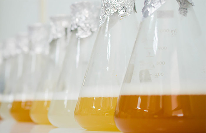 Bacterial culture flask difference.