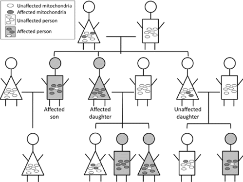 Mitochondrial inheritance