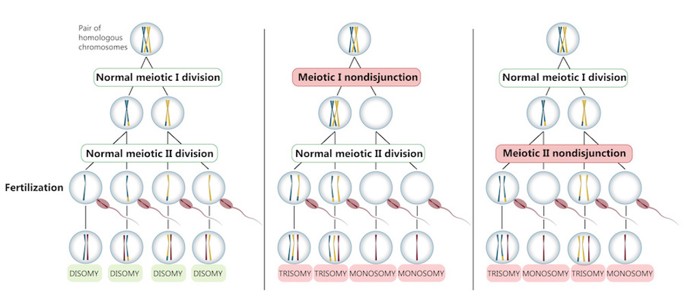 Two ways in which abnormal meiosis produces cells with atypical numbers of chromosomes.