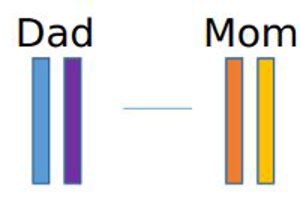 Parents' chromosomes.