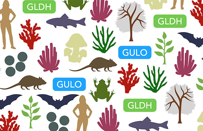 A range of animals with the GULO gene.