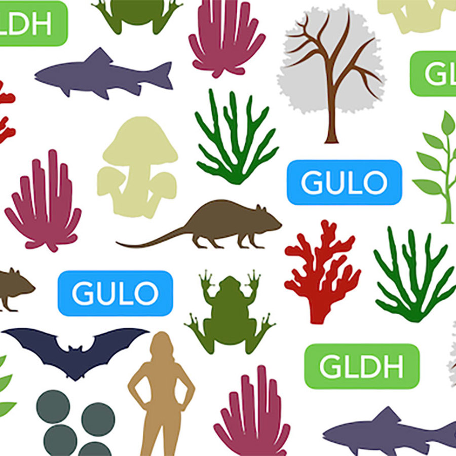 A range of animals with the GULO gene.