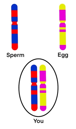 Chromosome inheritance.