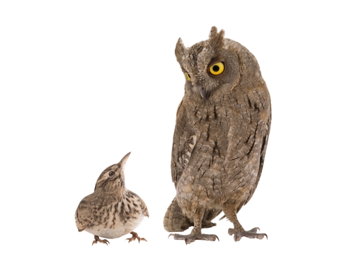 Image of a lark and an owl looking at each other.