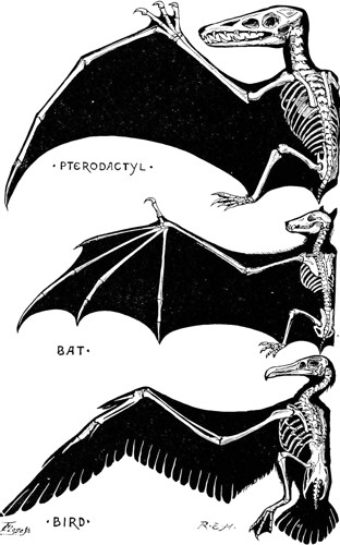 Image depicting wing structures in a pterodactyl, a bat, and a bird