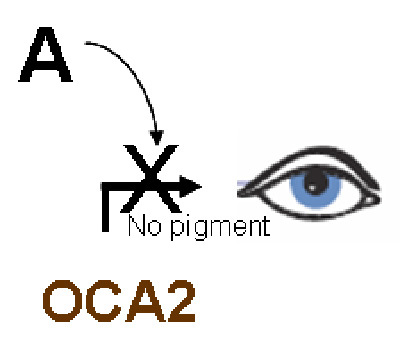 OCA2 gene.