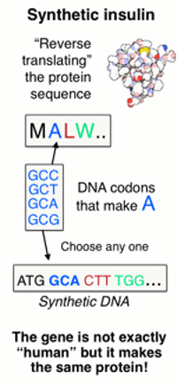 Synthetic insulin DNA.