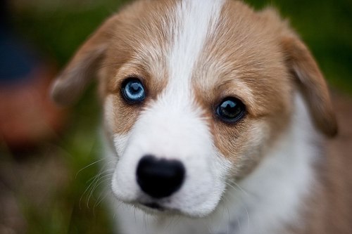 Puppy with heterochromia