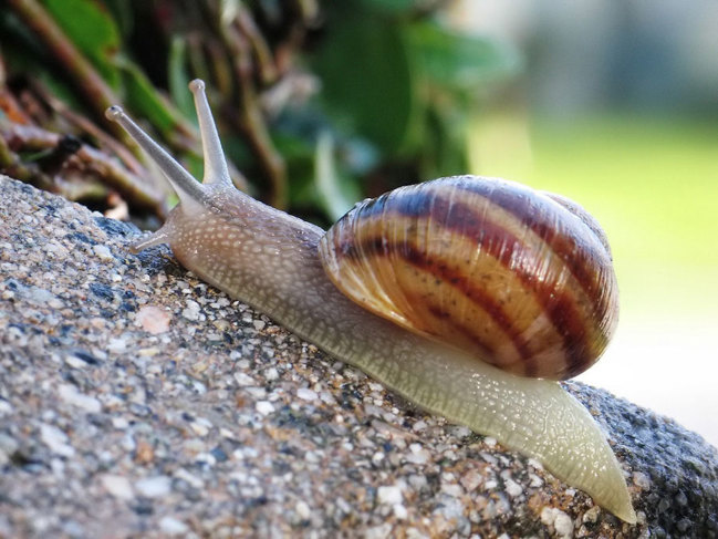 Snail.