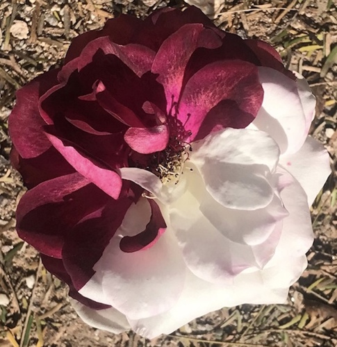 Half red and half white rose