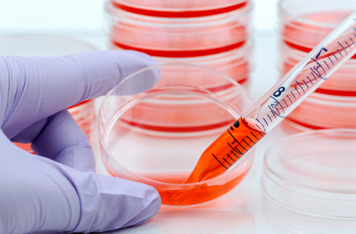 Image of petri dishes with pink liquid media inside.