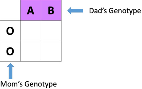 AB O blood type punnett square.