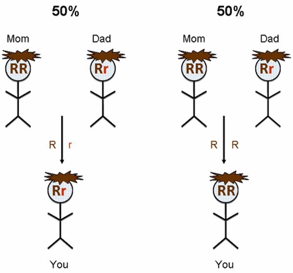 Inheritance in a family.