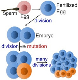 Mutation in early development.