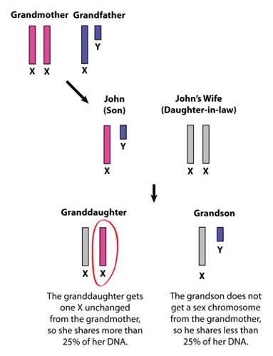 XY chromosome inheritance