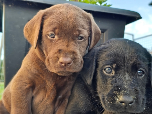 The image shows two labrador retriever puppies. The left puppy has a brown coat, and the right has a black coat.