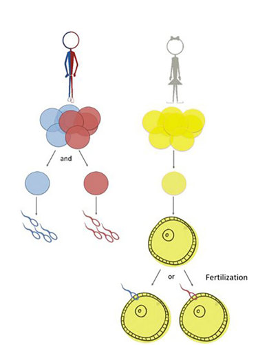 A chimeric individual will only make sperm (or eggs) with DNA from one “twin”.