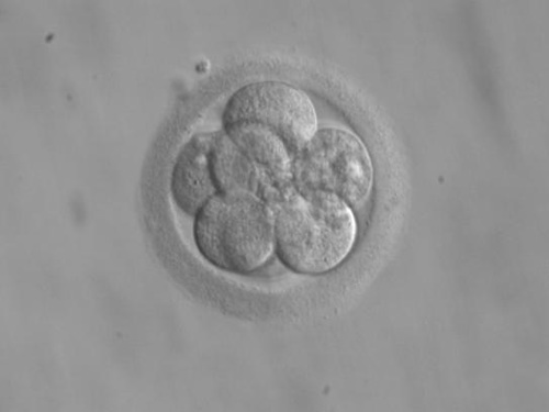 8 cell embryo.