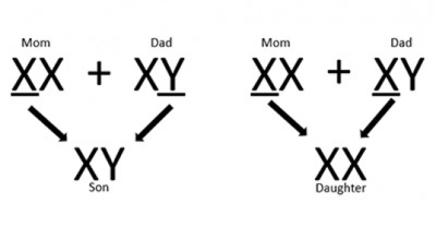 Diagram of how sex chromosome inheritance works.