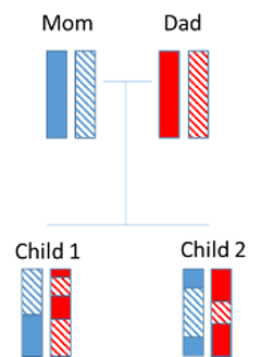 Chromosome inheritance.