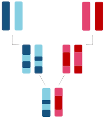 Chromosomes recombining over three generations.