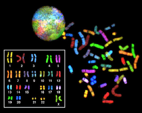 Spectral karyotype.