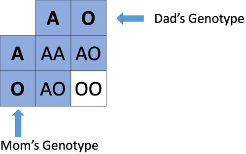 AO blood type punnett square.