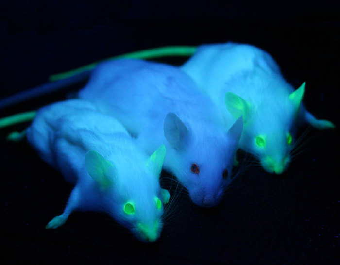 Observing GFP mice.