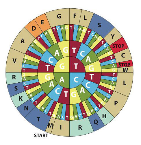 Codon table.