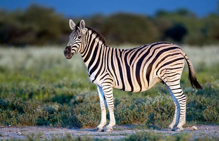 Plains zebra.