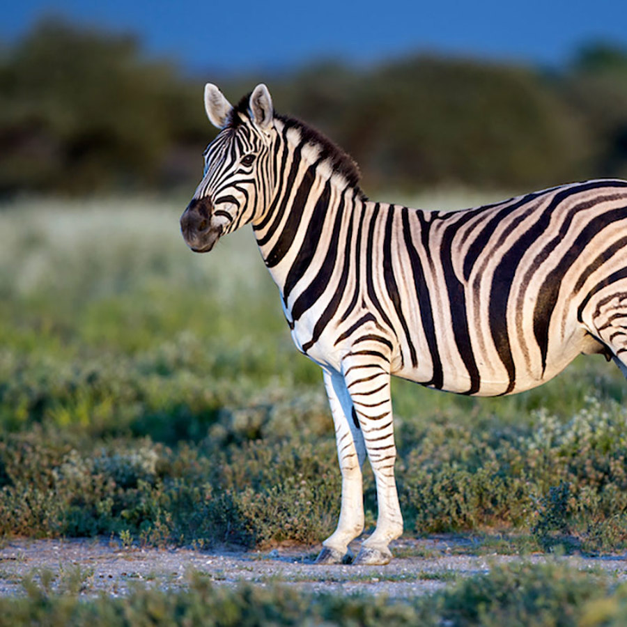 Plains zebra.