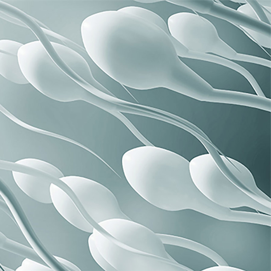 3D rendering of swimming sperm.