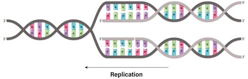 A double helix of DNA getting copied into two double helices.