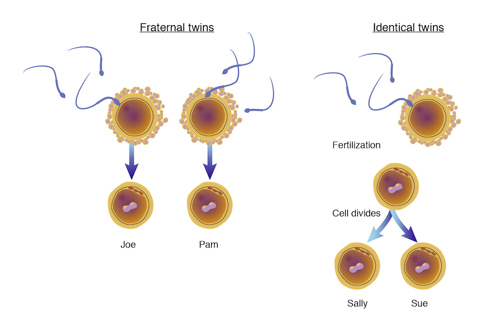 Fraternal and identical twins