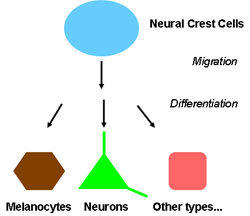 Neural crest cell turning into other types.