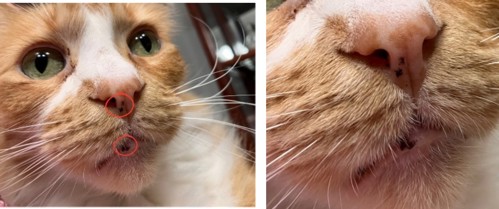 Picture of a ginger cat with brown lentigo spots on his pink nose and mouth.