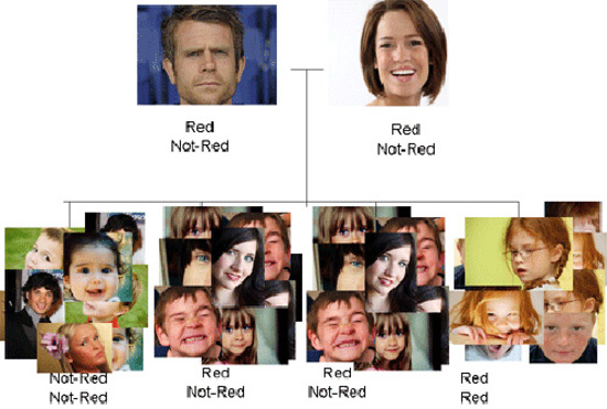 Red hair inheritance in a family.
